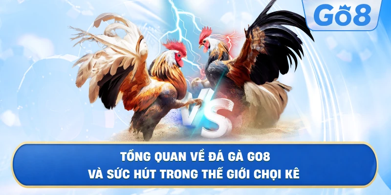Tổng Quan Về Đá Gà GO8 Và Sức Hút Trong Thế Giới Chọi Kê